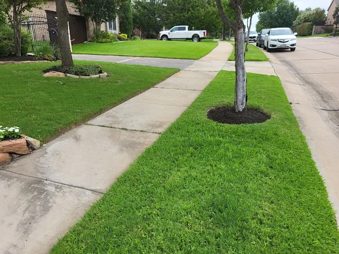 Freshly edged lawn with clean sidewalk and tree ring