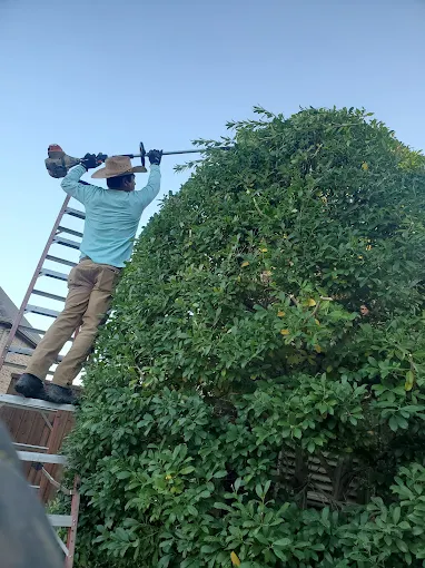 Serapio crew member trimming a tall hedge on a ladder